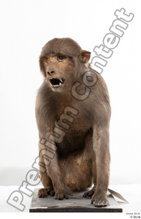 Monkey  2 whole body 0003.jpg